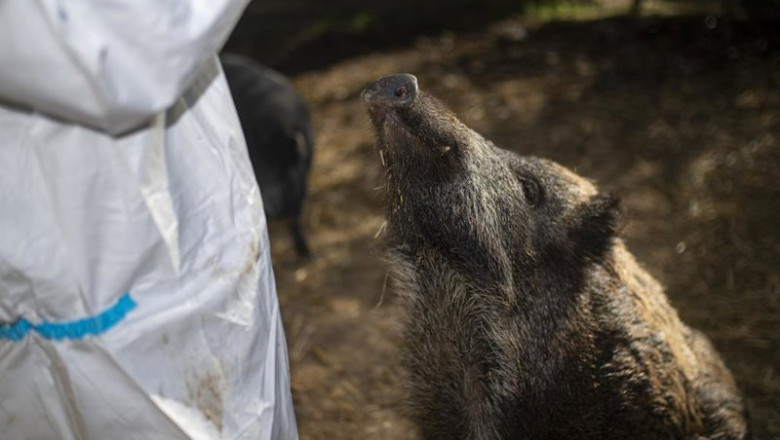 ep la duena del santuario cuida de los cerdos en una imagen de archivo