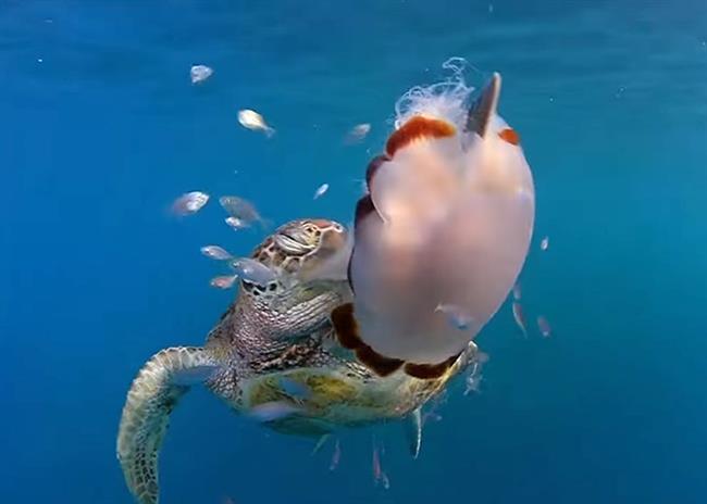 ep una tortuga verde deslizandomedusa punzante cyanea barkeri en australia