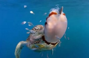 ep una tortuga verde deslizandomedusa punzante cyanea barkeri en australia
