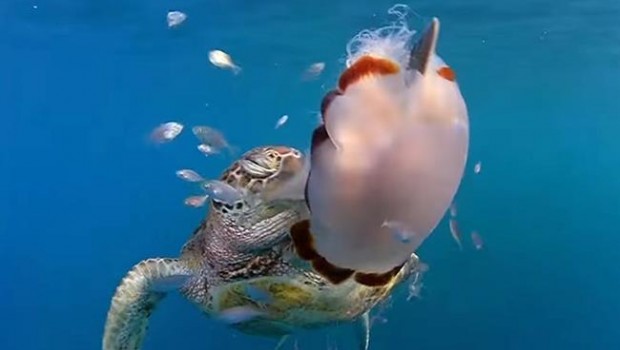 ep una tortuga verde deslizandomedusa punzante cyanea barkeri en australia