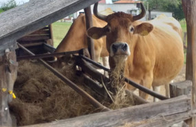ep vacas 20201106180104