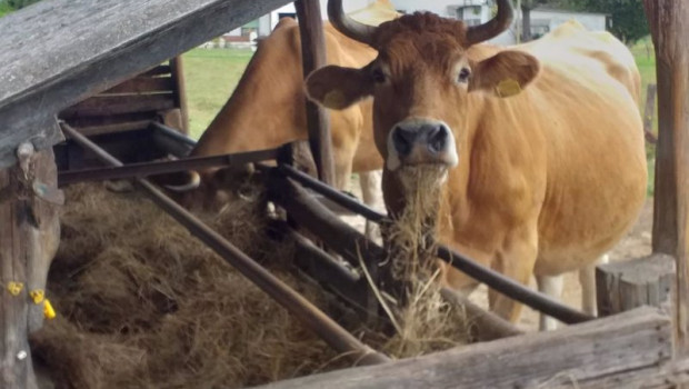 ep vacas 20201106180104