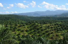 palm oil, plantation, aceite palm oil, plantation, aceite