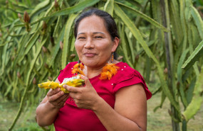 pitahaya 71 de 175 20250123114917 pitahaya 71 de 175 20250123114917