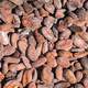 cocoa beans4