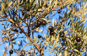 ep archivo   detalle de un olivo con aceitunas