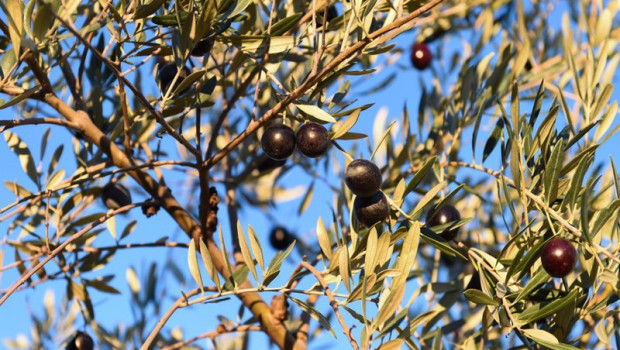 ep archivo   detalle de un olivo con aceitunas
