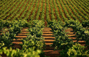 ep el plazo para contratar seguros de uva de vino y cultivos herbaceos extensivos concluye el 20 de