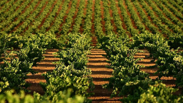 El plazo para contratar seguros de uva de vino y cultivos herbáceos extensivos concluye el 20 de diciembre | DO RIBERA DEL GUADIANA - Archivo ep el plazo para contratar seguros de uva de vino y cultivos herbaceos extensivos concluye el 20 de