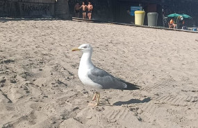 ep gaviota en una playa