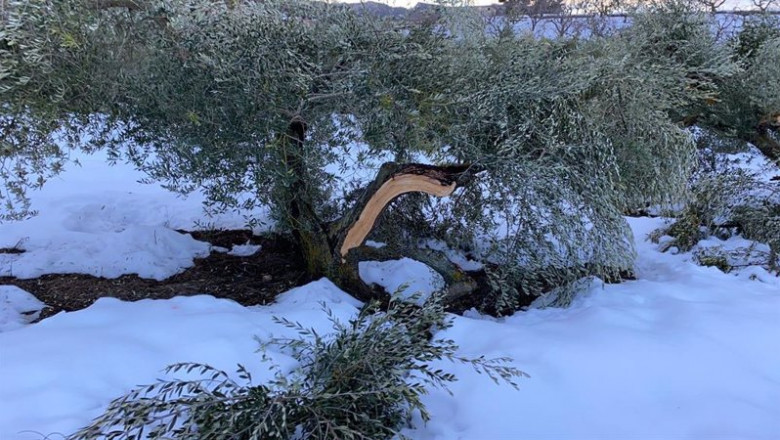 Árboles dañados por el temporal 'Filomena'. | JARC ep arboles danados por el temporal filomena