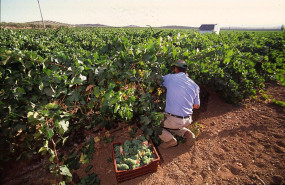 ep archivo   agricultor recogiendo uva moscatel