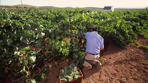 ep archivo   agricultor recogiendo uva moscatel
