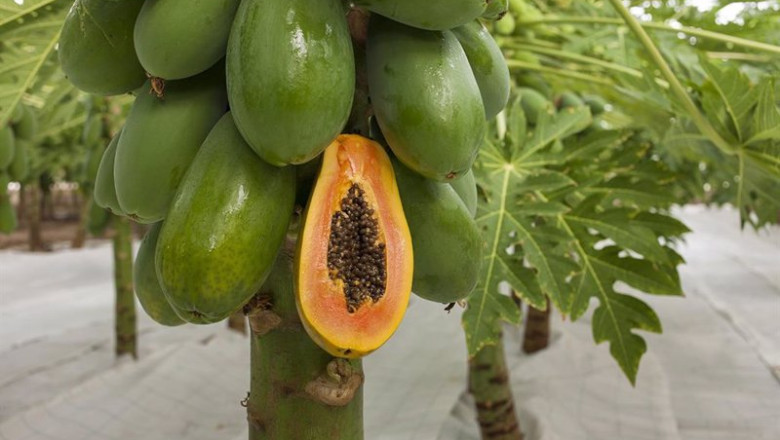 ep archivo fruta tropical ep archivo fruta tropical