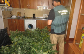 ep detenidoun cultivo242 plantasmarihuanauna viviendanijar almeria