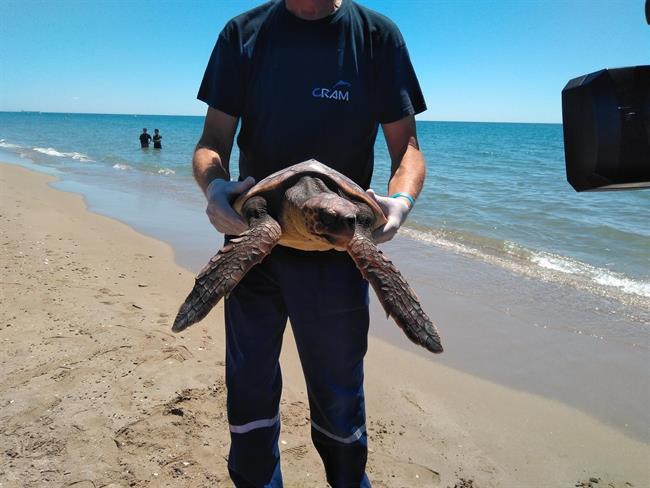 Recuperación de tortuga marina en un proyecto de CRAM y Banco Santander | EUROPA PRESS ep recuperaciontortuga marinaun proyectocrambanco santander