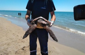 ep recuperaciontortuga marinaun proyectocrambanco santander