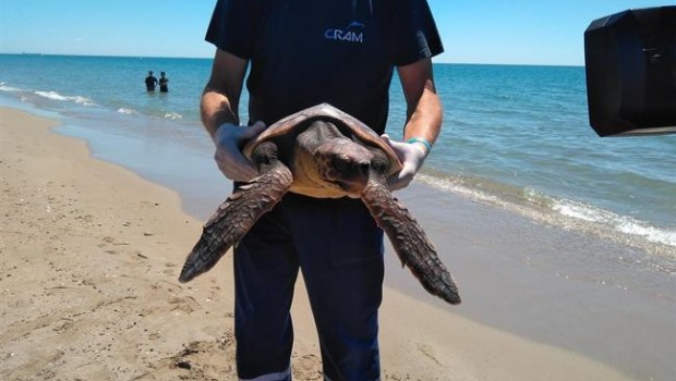 ep recuperaciontortuga marinaun proyectocrambanco santander