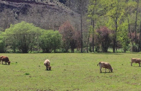 ep vacas de carne ganaderia medio rural