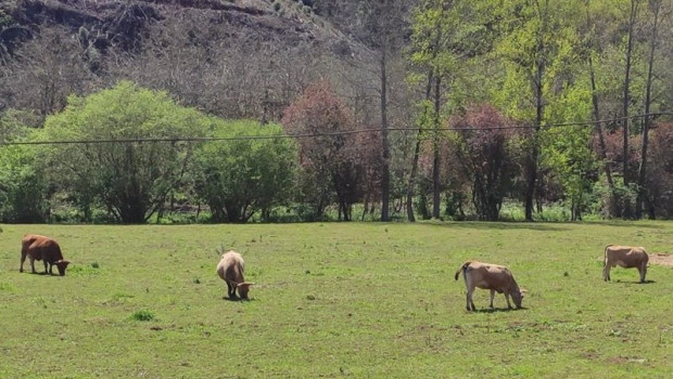 ep vacas de carne ganaderia medio rural