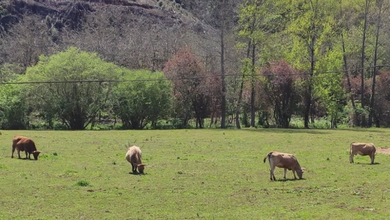 ep vacas de carne ganaderia medio rural