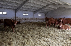 ep vacas en las instalaciones de ganado del instituto madrileno de investigacion y desarrollo rural