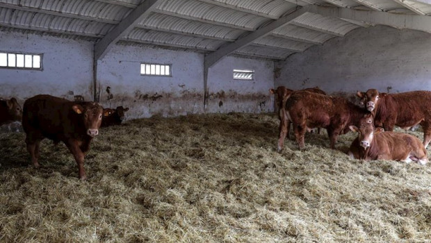 ep vacas en las instalaciones de ganado del instituto madrileno de investigacion y desarrollo rural