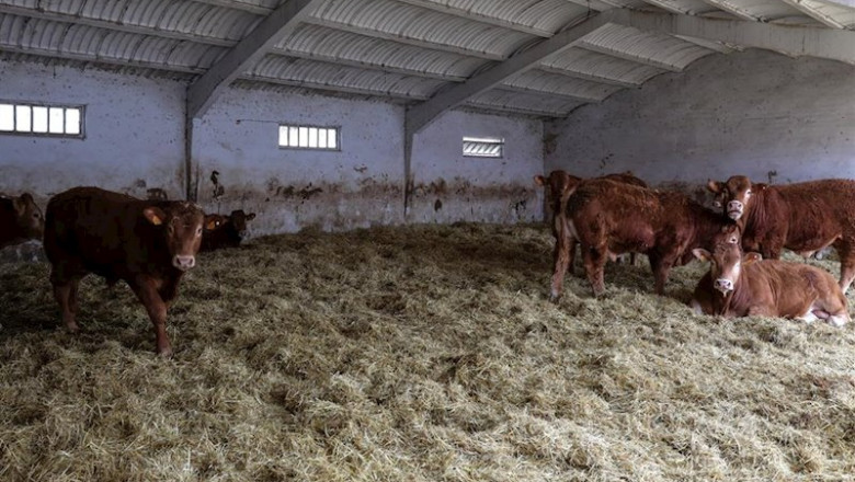 Vacas en las instalaciones de ganado del Instituto Madrileño de Investigación y Desarrollo Rural, Agrario y Alimentario (IMIDRA). | Jesús Hellín - Europa Press ep vacas en las instalaciones de ganado del instituto madrileno de investigacion y desarrollo rural
