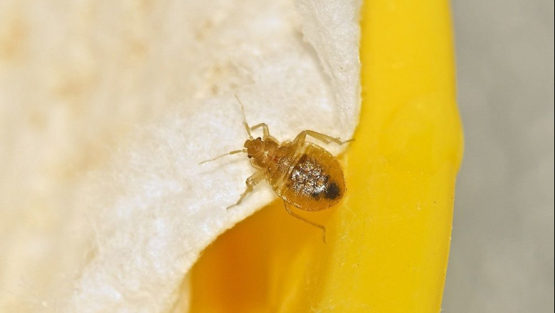 1596019423 chinche de cama