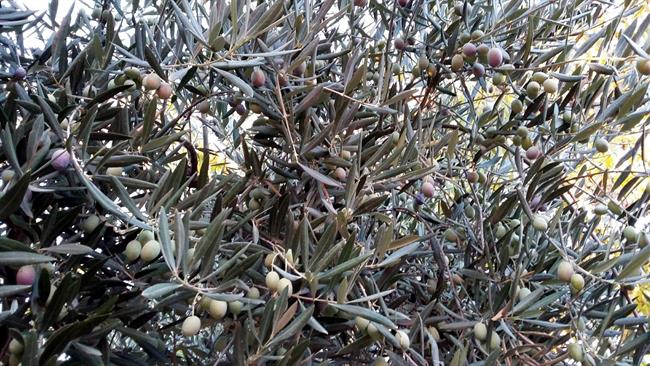 ep alivas aceite aceituna cosecha