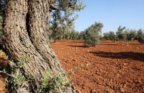 ep archivo   foto recurso de olivos en olivares de andalucia