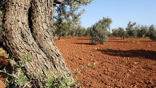 ep archivo   foto recurso de olivos en olivares de andalucia