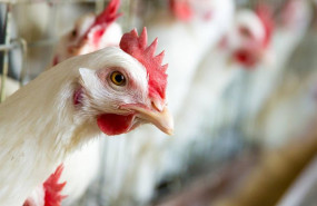 ep archivo recurso de una gallina en una granja ep archivo recurso de una gallina en una granja