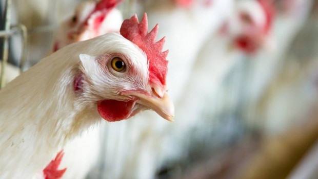 ep archivo   recurso de una gallina en una granja