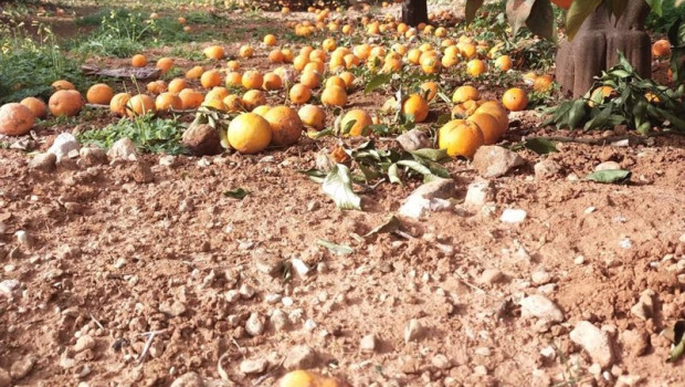 ep citricos en la tierra