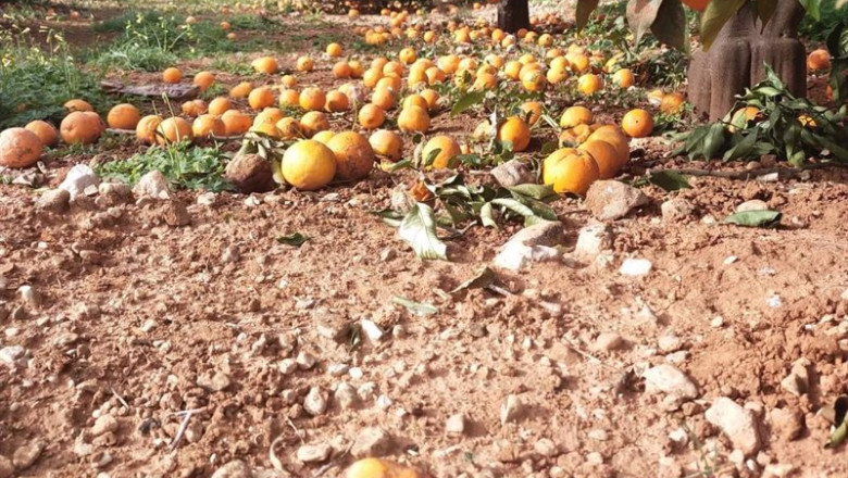 ep citricos en la tierra ep citricos en la tierra