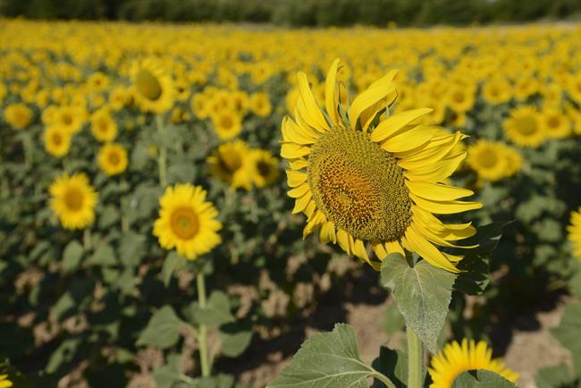 Girasol | ERNESTO AINAUD ep girasol