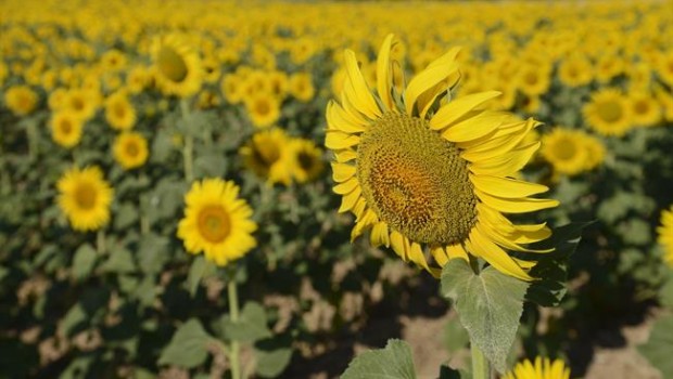 ep girasol
