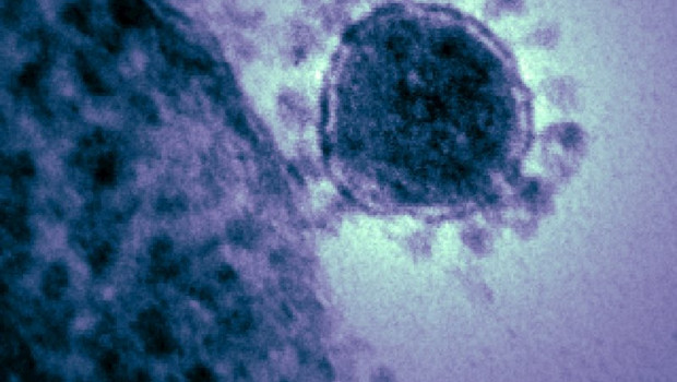 ep imagen de archivo de un coronavirus