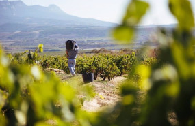 ep rioja califica como buena su cosecha 2024