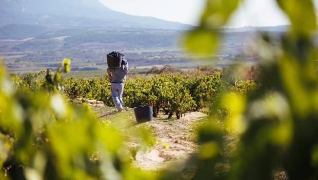 ep rioja califica como buena su cosecha 2024 ep rioja califica como buena su cosecha 2024