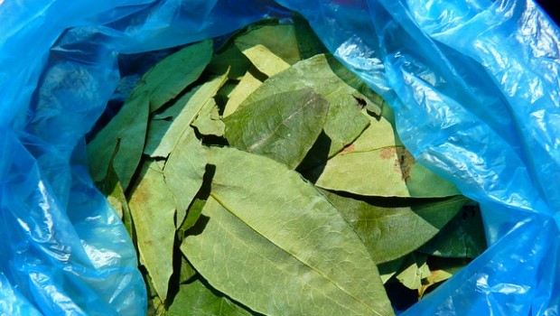 hojas de coca