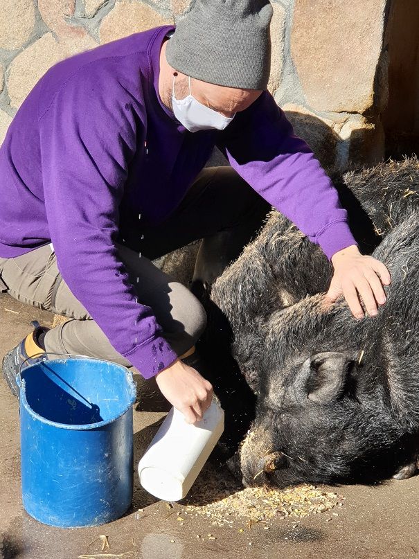 1611051719 dando de comer animales
