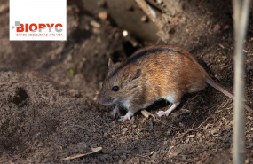 1638344348 roedores en granjas