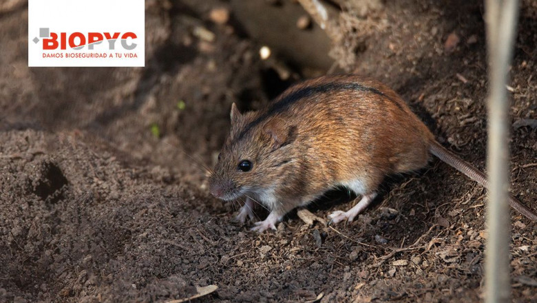 1638344348 roedores en granjas