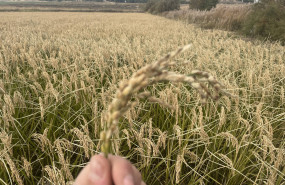 arroz ecologico arroz ecologico