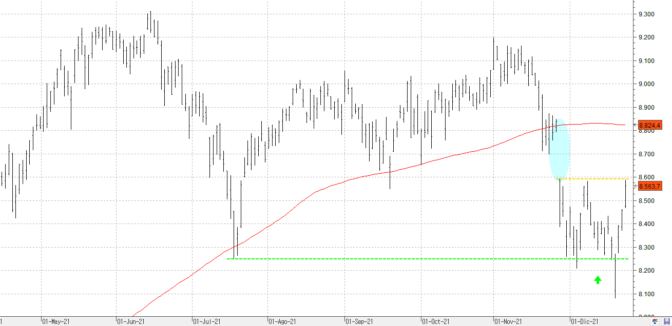 c231221ibex