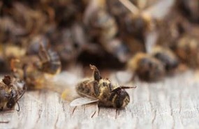 ep abejas muertas 20180423143203