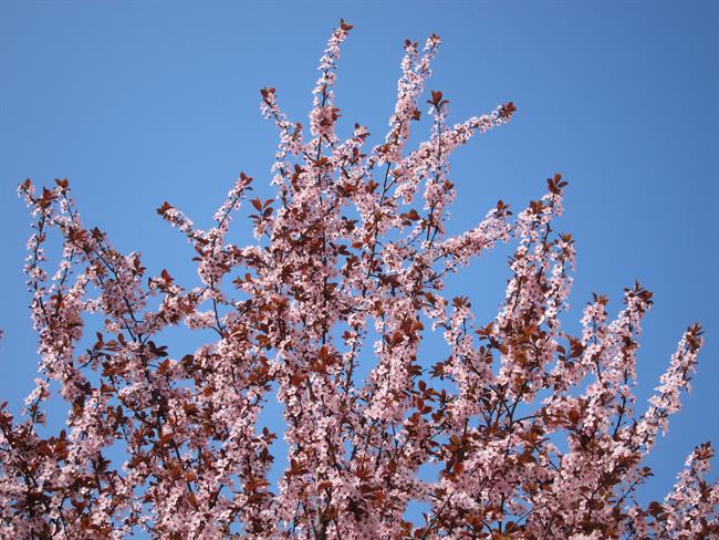 ep arbol florido primavera flores buen tiempo