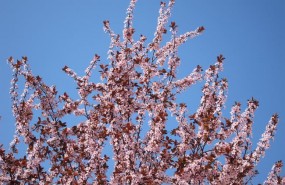 ep arbol florido primavera flores buen tiempo